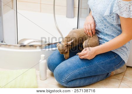 Woman Playing With Dog In Bathroom