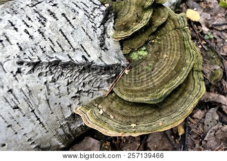 Tinder Fungus With The Latin Name Polyporaceae Growing On A Fallen Birch Trunk