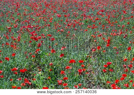 Field Of Red Poppy Flowers In Spring