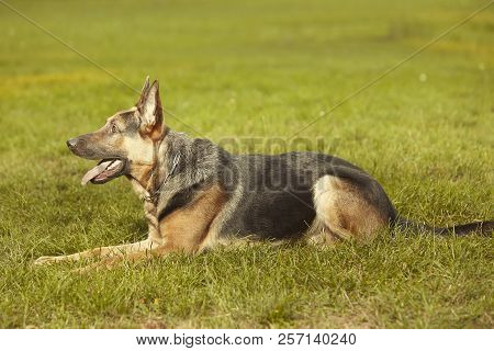 Nice Young Male Dog Of German Shepheard Laying On Summer Grass In Park