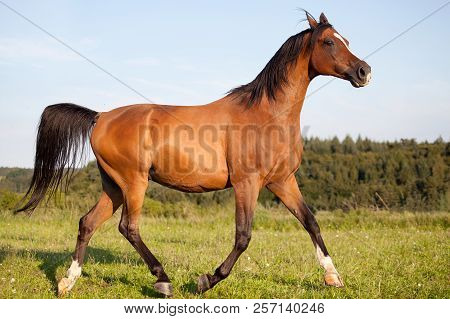 Arab Horse Running Free In Meadow, Purebred Arabian