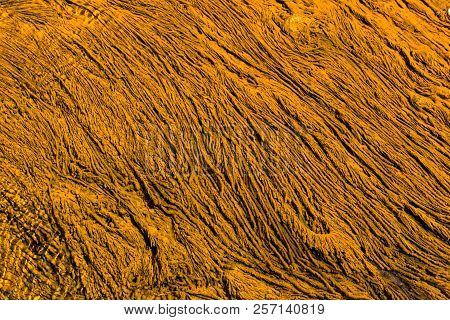 Orange Algae In A Hot Pool In Yellowstone National Park