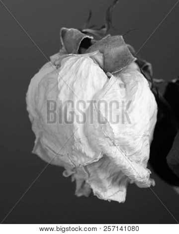 Dried White Rose On Dark Grey Background