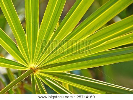 Palm plante med solen bag