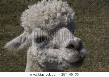 A White Alpaca Head Shot In A Pasture