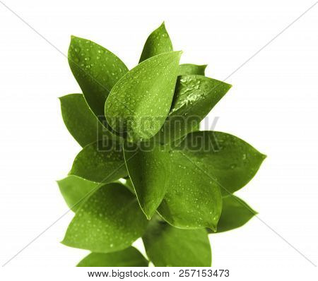 Branch With Fresh Green Ruscus Leaves On White Background