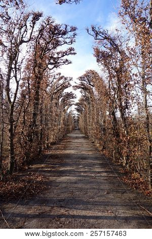 Natural Corridor Made Of Trees In Winter. Schönbrunn