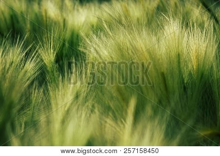 Green Fluffy Grass. Hordeum Jubatum