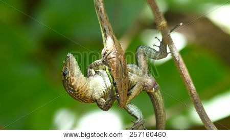 Narrow headed vine snake (Oxybelis aeneus) with its prey lizard in the forest of Costa Rica