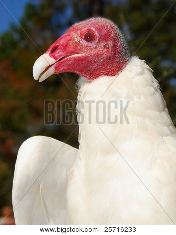 Harvinainen albiino korppikotka