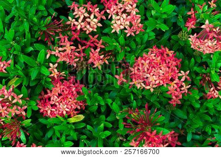Ixora Flower.red Spike Flower. King Ixora Blooming (ixora Chinensis). Rubiaceae Flower.ixora Coccine