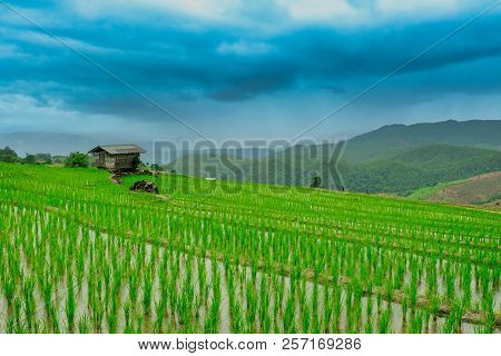 Rice  Terrance In Green Season Chiangmai Thailand