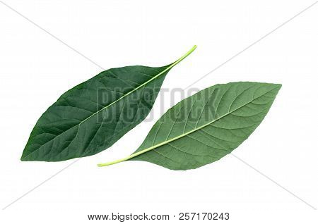 Green Leaf Isolated Of Nan Fui Chao On White Background