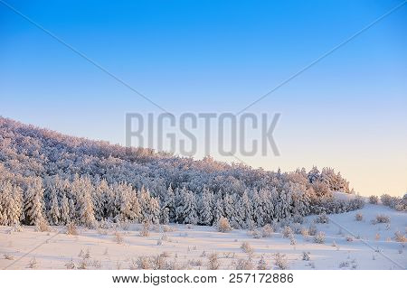 Trees In Snow In Winter Against The Background Of Blue Sky At Sunset