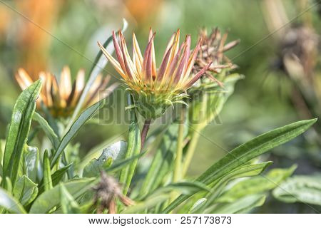 Garzania Flower In Bloom In The Garden In Spring