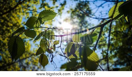 The Rays Of The Sun Penetrate Through The Spring Foliage.