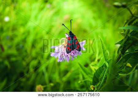 The Black-red Moth Looks Bright Against The Background Of A Gentle Flower And Light Grass. Spring Fl