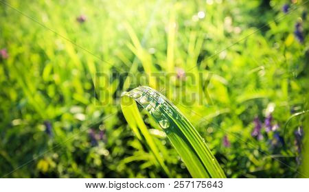 The Drops Of Morning Dew On The Broad Grass Reflect The Sky. Spring Flowers Blossom. Blurred Backgro