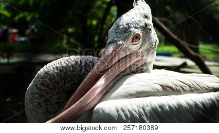Side View Of Pelican Cross-billed Deformity, Twisted Mouth.