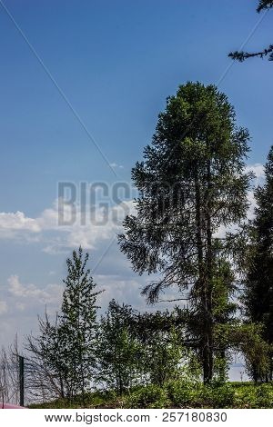 A Lonely Pine In A Dense Forest