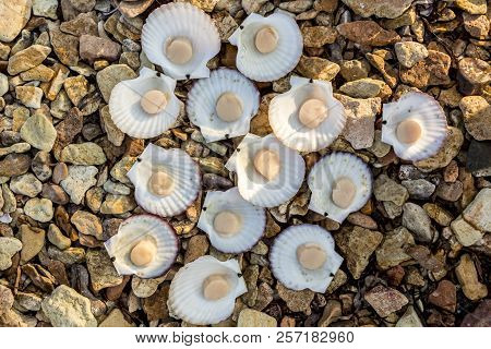 Fresh Japanese Scallop (chlamys Nippo-nensisi) On The Coast Of Japan Sea, Pacific Ocean
