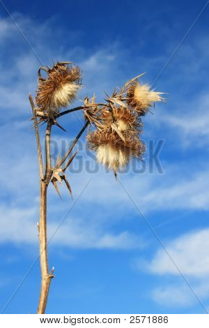 Thistle Bloom