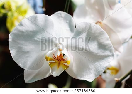 Beautiful Orchid Branch On Abstract Blurred Background