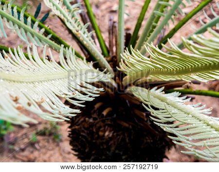 The Pinnately Compound Leaves Of Cycas Siamensis Plant With Water Droplet