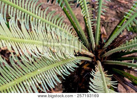 The Pinnately Compound Leaves Of Cycas Siamensis Plant With Water Droplet