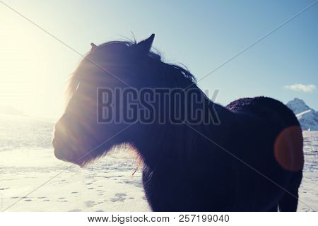 Norvegian Hairy Fjord Horse Portrait With Sun Rays. Norway, Lofoten Islands. Hipster Style