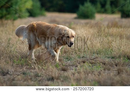 Close Up On Golden Retriver Labrador In The Grass