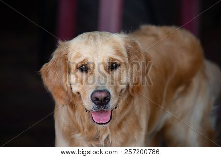 Close Up On Golden Retriver Labrador Dog