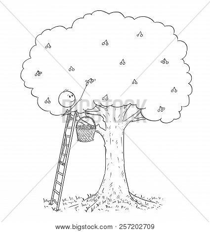 Cartoon Stick Drawing Conceptual Illustration Of Man Standing On Ladder And Picking Fruit From High 