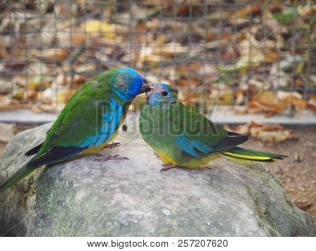 Scarlet-chested Parrots (neophema Splendida), Known Alternately As Scarlet-breasted Parrot, Orange-t