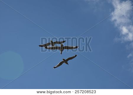 Blue Sky And White Clouds, Seagulls Flying Freely And Freely On The Vast Infinite Sky, Seagull Scene