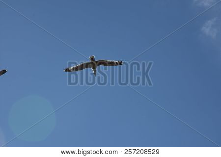 Blue Sky And White Clouds, Seagulls Flying Freely And Freely On The Vast Infinite Sky, Seagull Scene