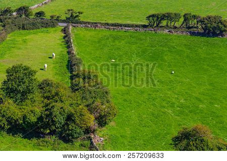 Horses And Sheeps In A Farm In Ballyvaughan