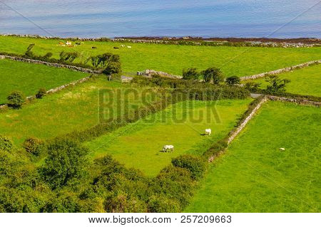 Farms With Cows And Horses In Burren Way Trail With Galway Bay
