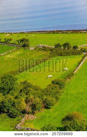 Farms With Cows And Horses In Burren Way Trail With Galway Bay