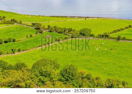 Farms With Cows And Horses In Burren Way Trail With Galway Bay