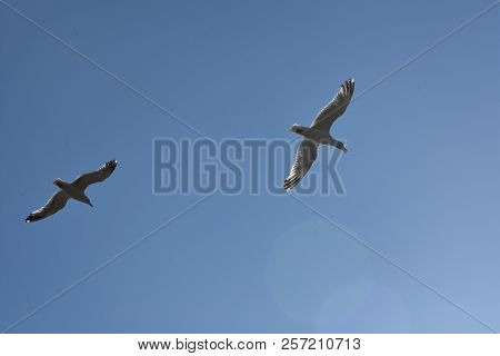Blue Sky And White Clouds, Seagulls Flying Freely And Freely On The Vast Infinite Sky, Seagull Scene