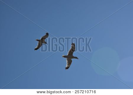 Blue Sky And White Clouds, Seagulls Flying Freely And Freely On The Vast Infinite Sky, Seagull Scene