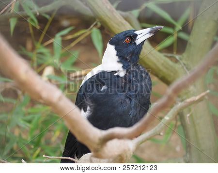 Photography Of An Australian Magpie (scientific Name: Gymnorhina Tibicen)