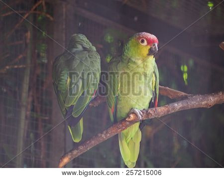 Red-crowned Amazon (scientific Name: Amazona Viridigenalis) Also Known As Red-crowned Parrot, Green-