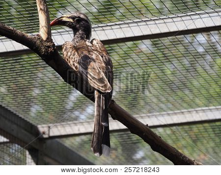 Photography Of An African Grey Hornbill (scientific Name: Lophoceros Nasutus)