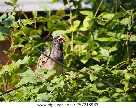 Photography Of An African Grey Hornbill (scientific Name: Lophoceros Nasutus)