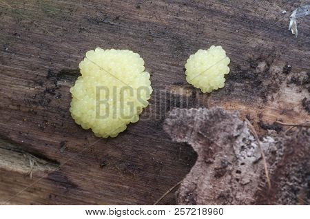 Ceratiomyxa Fruticulosa Slime Mould On An Old Stump