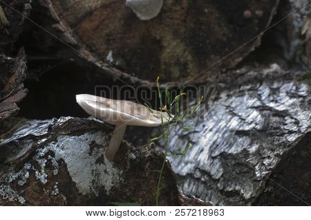 Deer Mushroom (pluteus Cervinus) Near A Birch Tree Stump