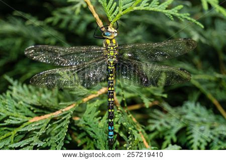 The Hawker Aeshna Cyanea Is Very Colourful Dragonfly