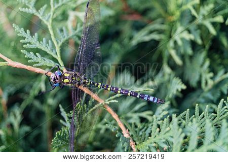 The Hawker Aeshna Cyanea Is Very Colourful Dragonfly